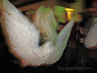IMG_0156_thumb.jpg